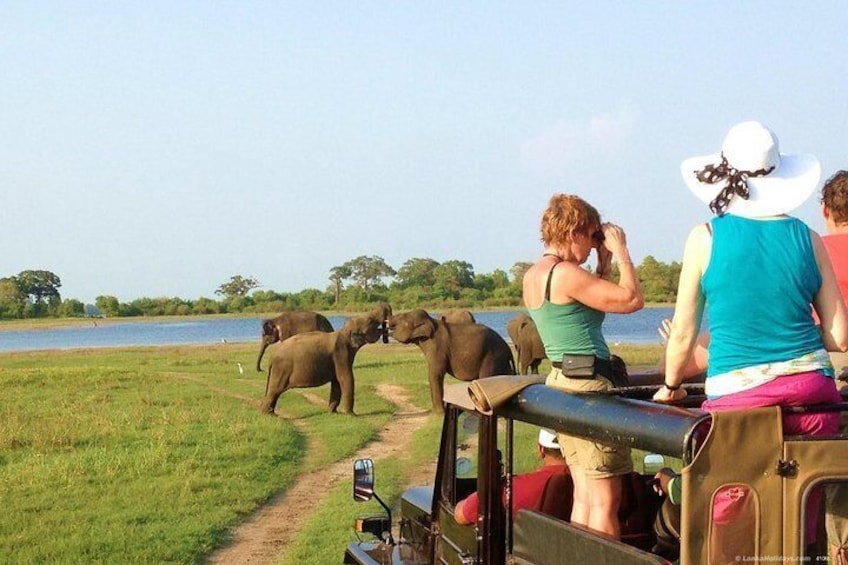 Minneriya National Park 