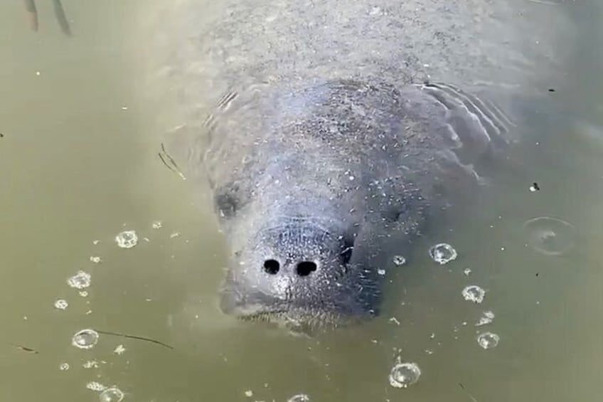 If you'e lucky - you'll have an up close & personal visit with a Manatee! 