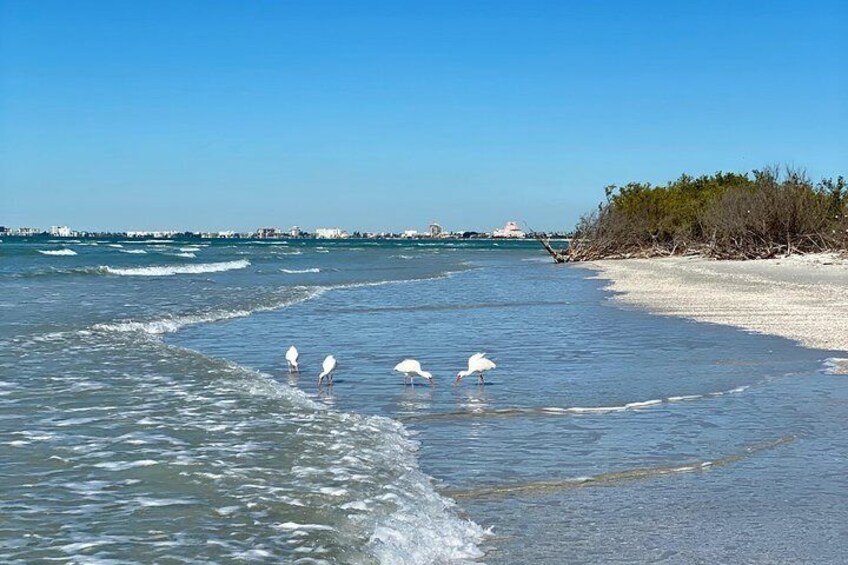 Walk down the beaches with beautiful birds!