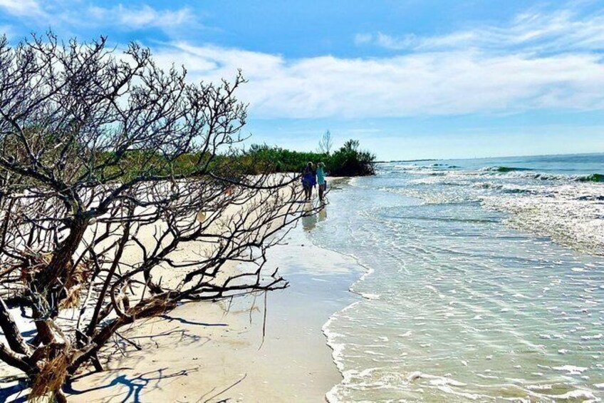 Clear Kayak Tour of Shell Key Preserve and Tampa Bay Area