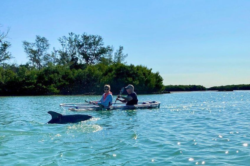 Dolphin encounters!