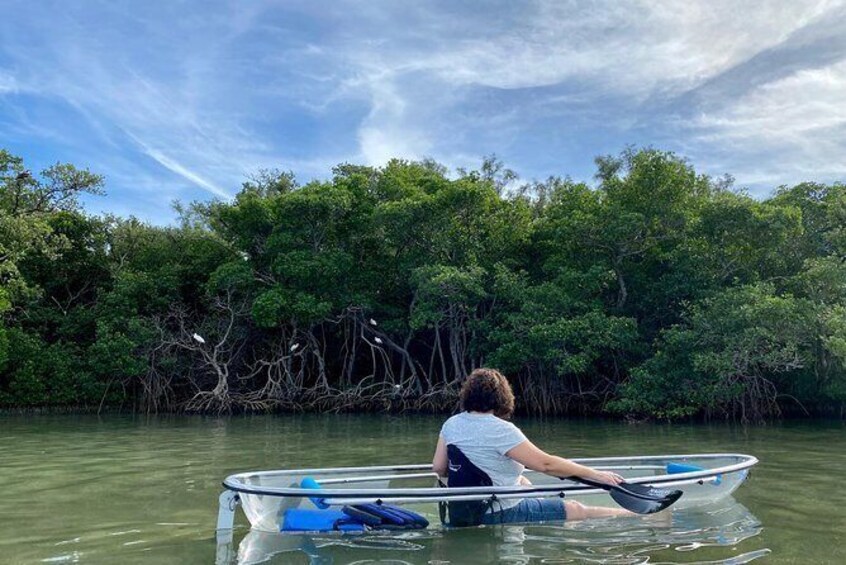 Clear Kayak Tour of Shell Key Preserve and Tampa Bay Area