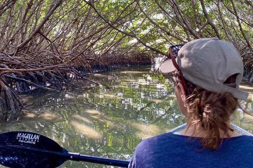 Mangrove Tunnel Exploration!