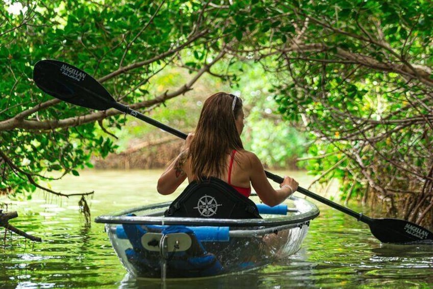 Get up close to mangroves