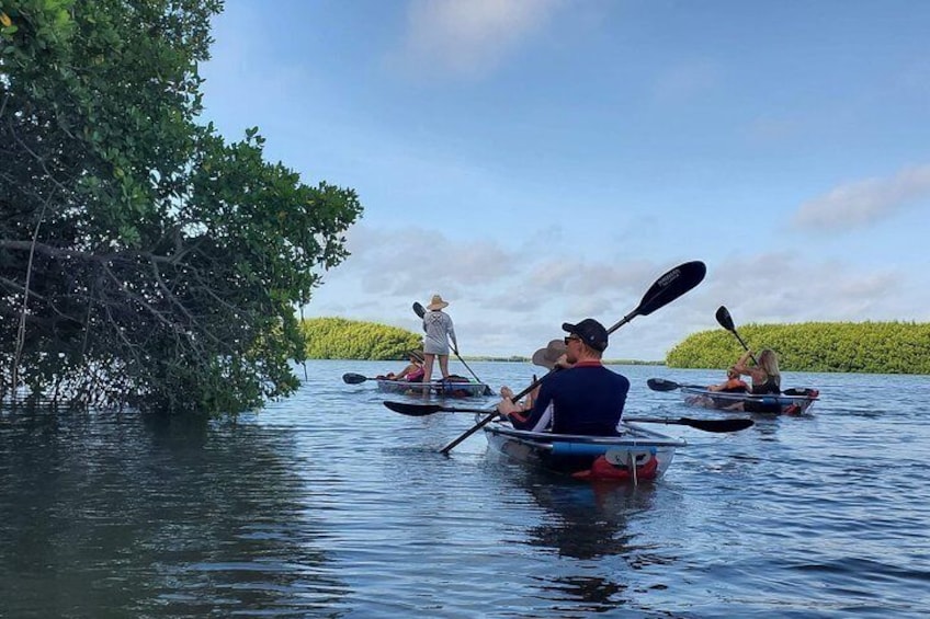 Paddling by the Mangroves