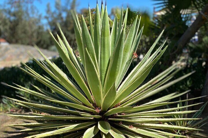 Sights & Sounds, Valle De Guadalupe, Courtesy, Baja Society Tours