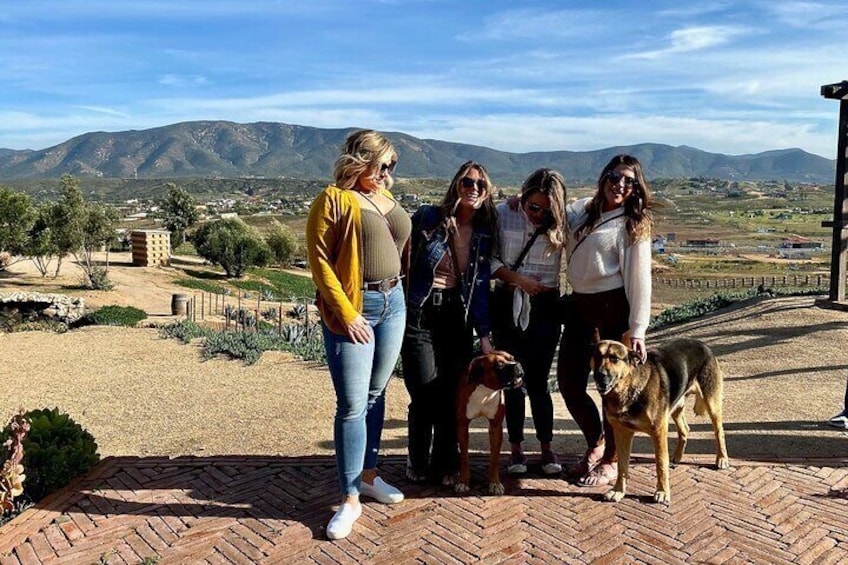 Vineyard Dogs, Valle De Guadalupe, Courtesy, Baja Society Tours
