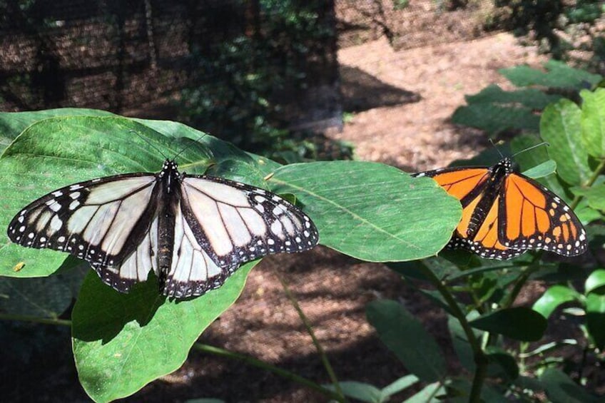 Our butterflies come in all different colors!