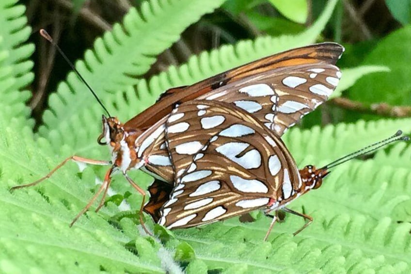 Our Passionvine butterflies..