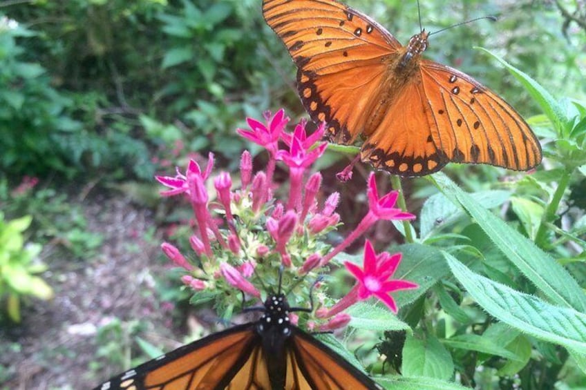 Immerse yourself in Hawaiian butterflies in our walk through butterfly flight house..