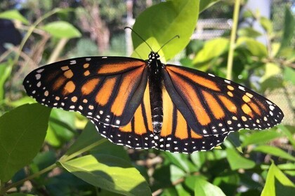 Die Maui Butterfly Farm Tour