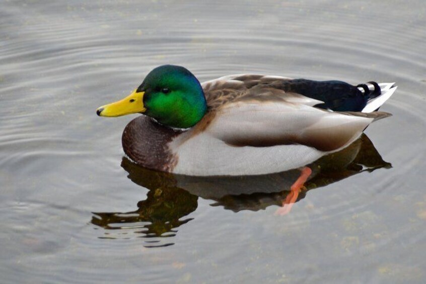 Photograph wildlife