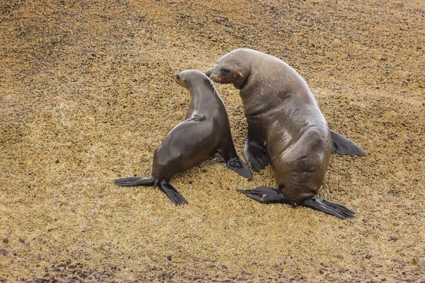 Australian fur seals, Wilsons Promontory Cruises