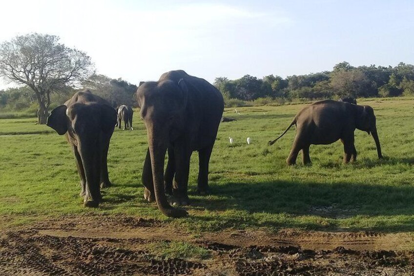 Minneriya national park 