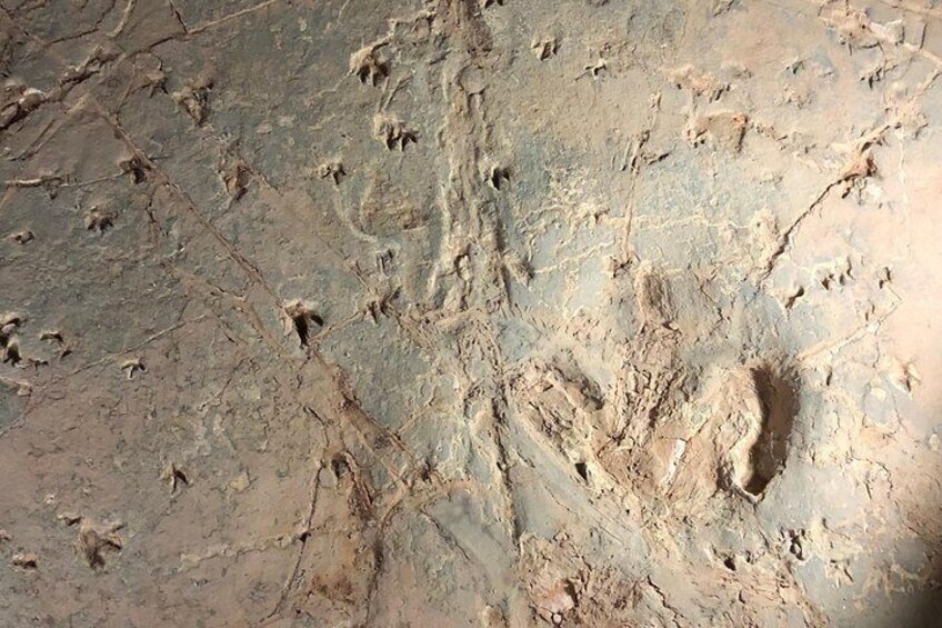 Dinosaur Stampede 3/4 Day Tour Including Merton Gorge