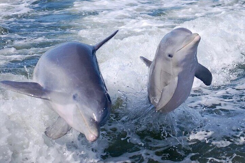 Surfing Dolphins