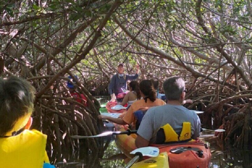 Key West Mangrove Kayak Eco Tour