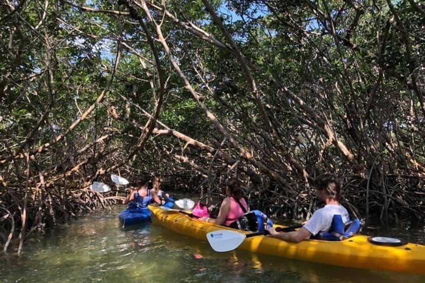 Key West Mangrove Kayak Eco Tour