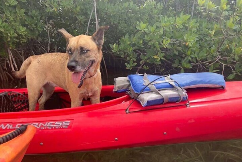 Key West Mangrove Kayak Eco Tour