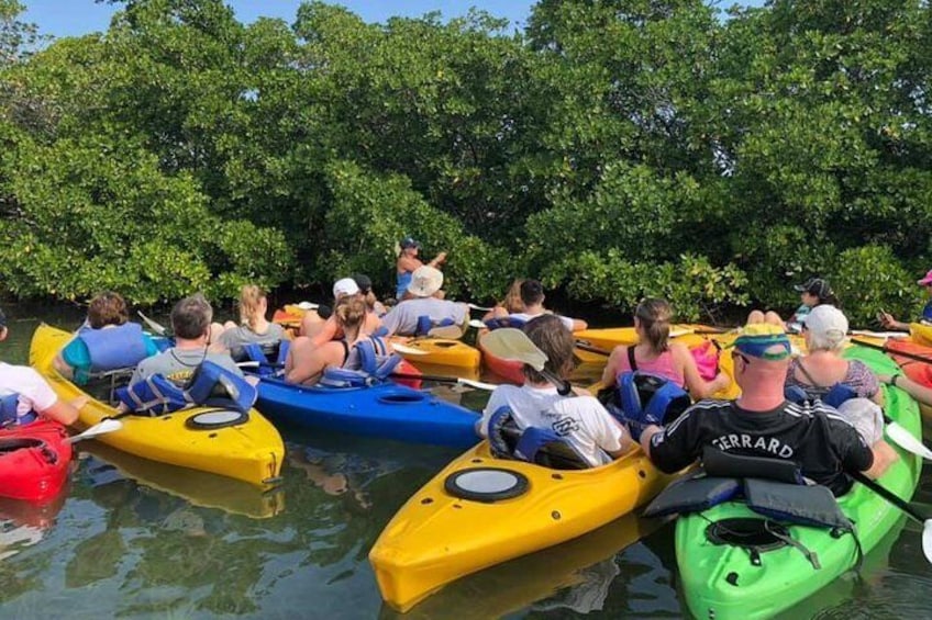 Key West Mangrove Kayak Eco Tour