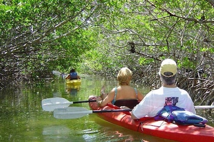 Excursión ecológica en kayak por los manglares en Cayo Hueso