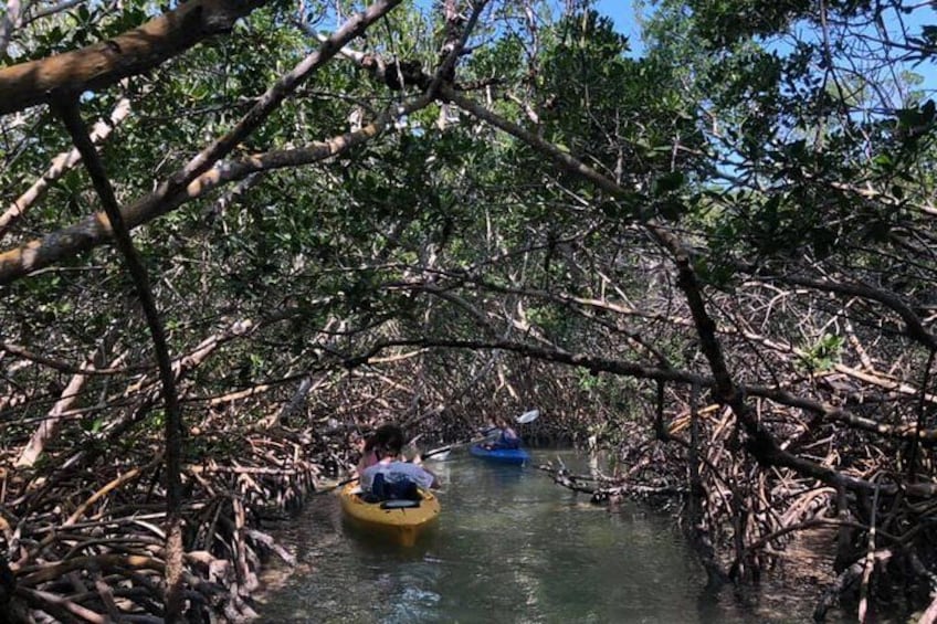 Key West Mangrove Kayak Eco Tour