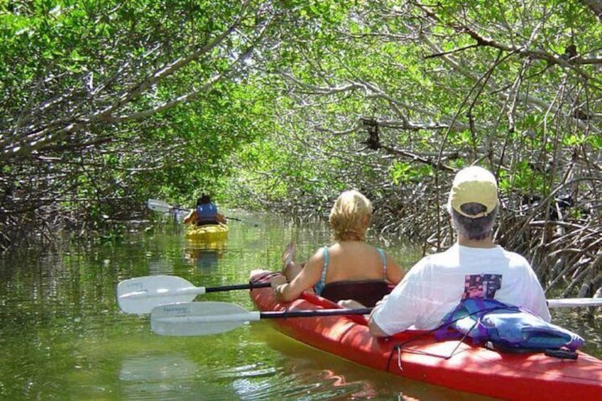 Kayak the mangrove tidal creeks