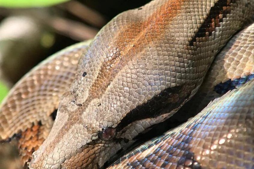 Manuel Antonio Park Private Nature Guided Tour Experience