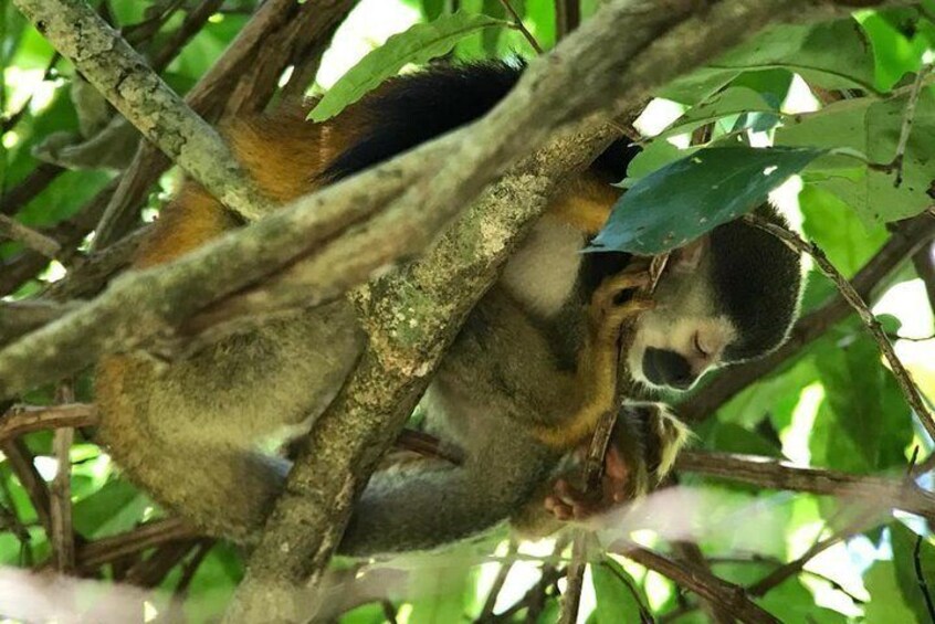 Squirrel Monkeys is Endemic Species and also is the smallest of the country 