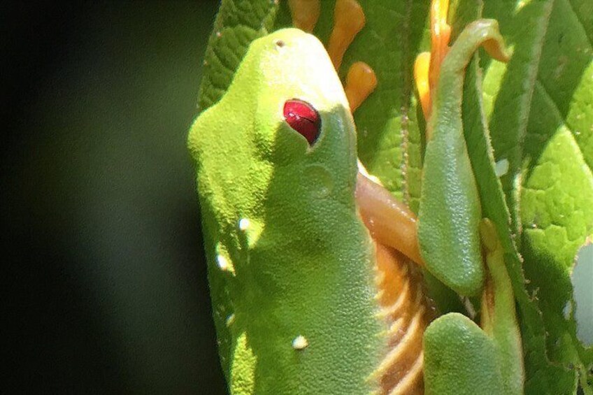 Red-eyed leaf frog