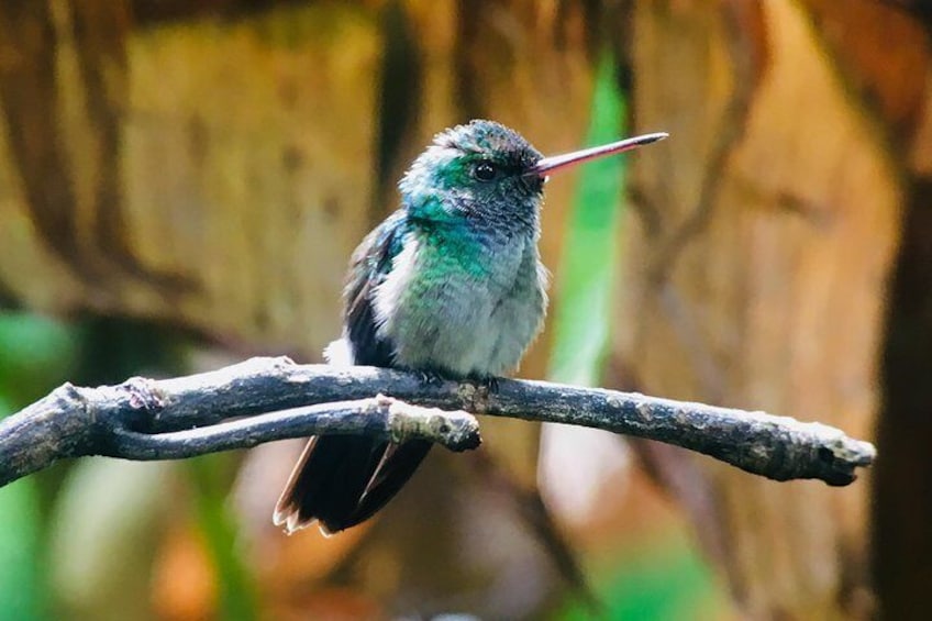 Charming hummingbird