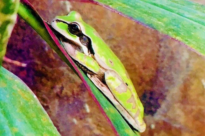 Masked tree frog