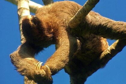 Manuel Antonio Park Tour og dets fantastiske dyreliv og strender