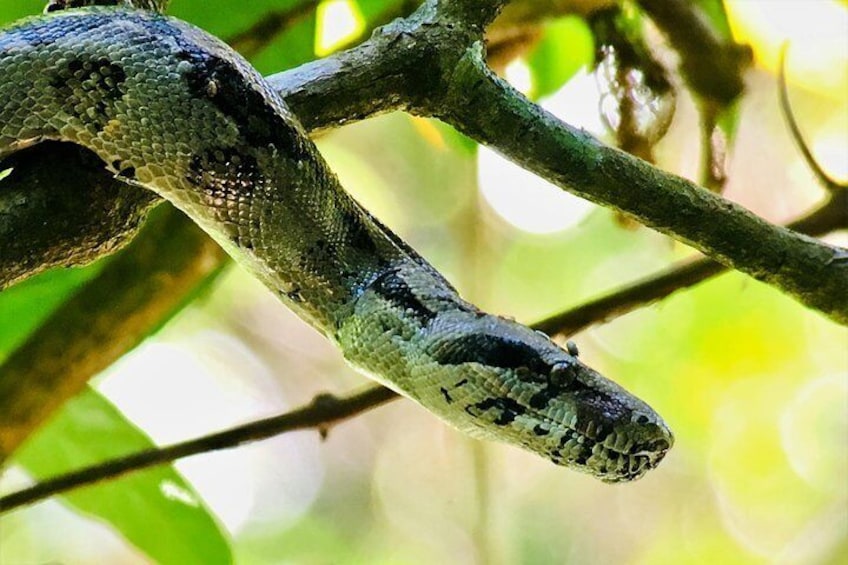 Boa constrictor