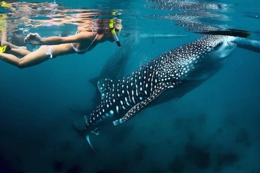 Whale Shark Snorkeling Expedition