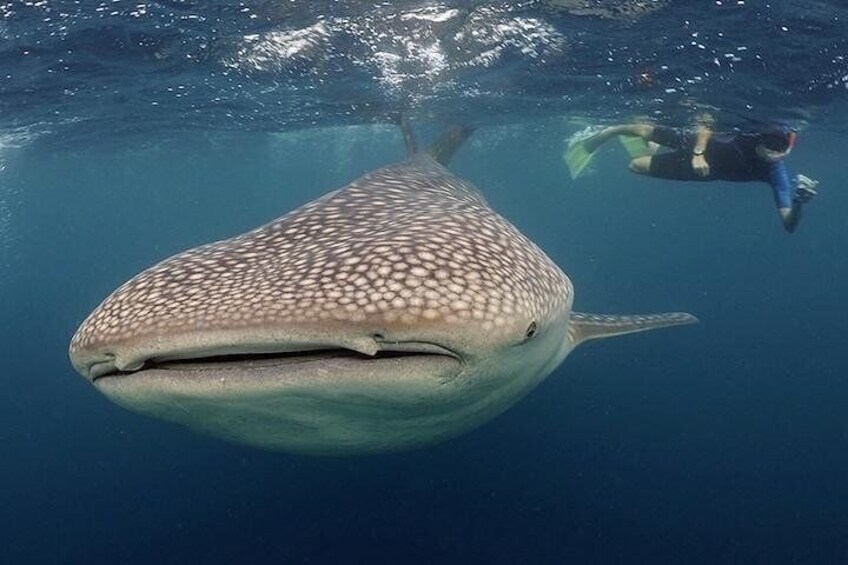 Snorkeling with the gentle giant in La Paz