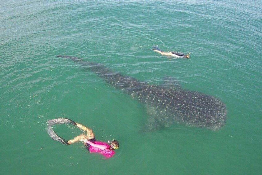 Whale Sharks can grow up to 50+ feet