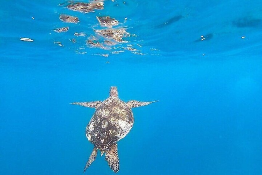 Waikiki Turtle Snorkel Adventure with Manakai Catamaran