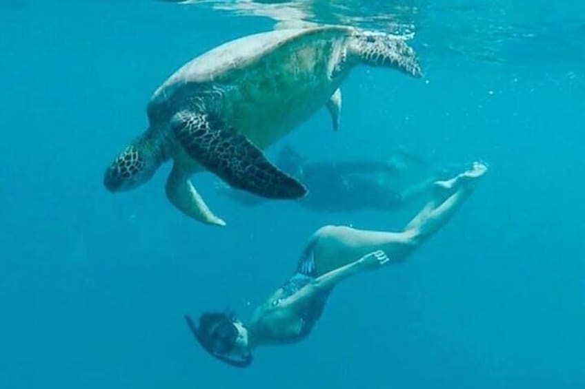 Waikiki Turtle Snorkel Adventure with Manakai Catamaran