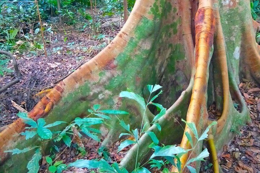 Buttress Roots