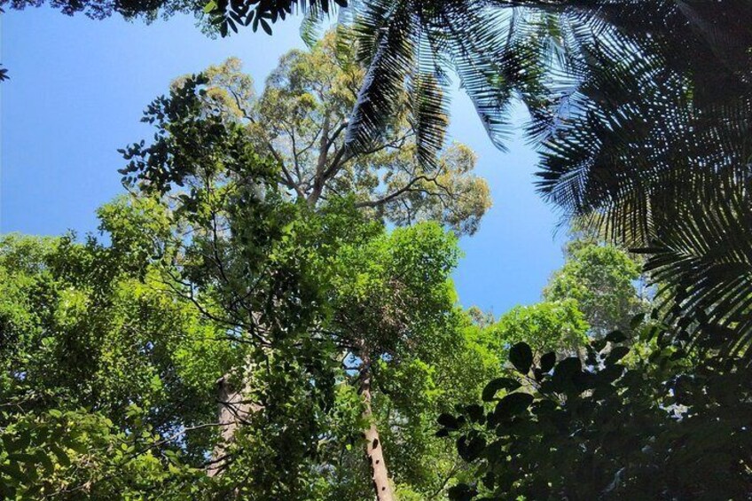 Blue Tropical Sky