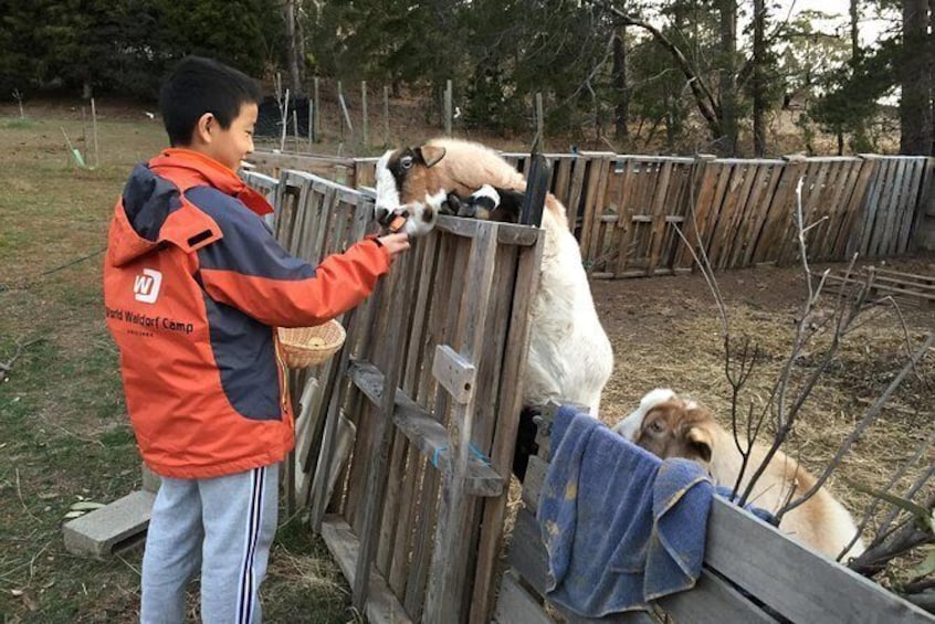 Show item 5 of 6. Feed/play with animals and Kayak during hobby farm tour