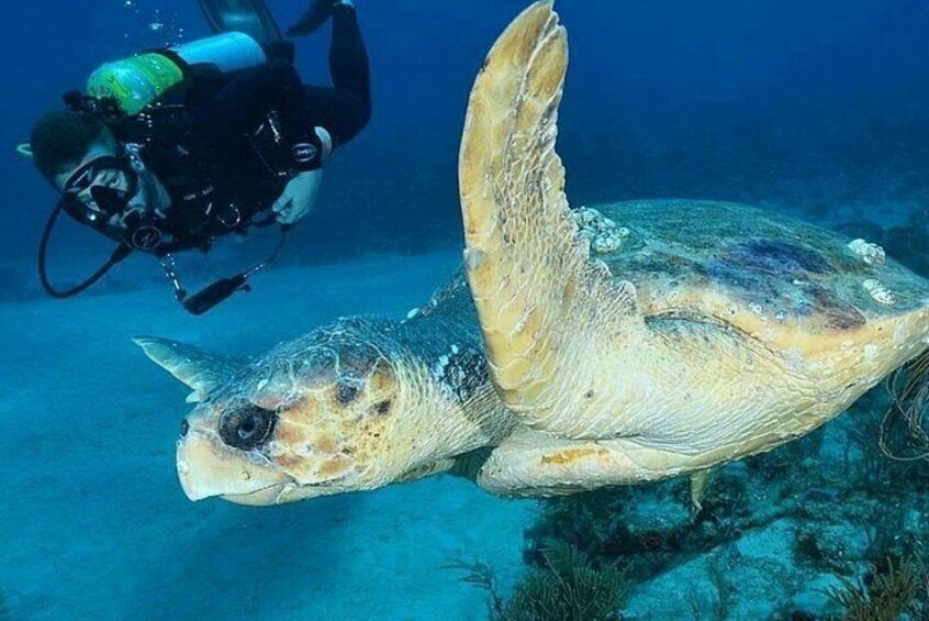 PADI Discover Scuba Diving or SSI Try Scuba In Costa Maya, Mahahual