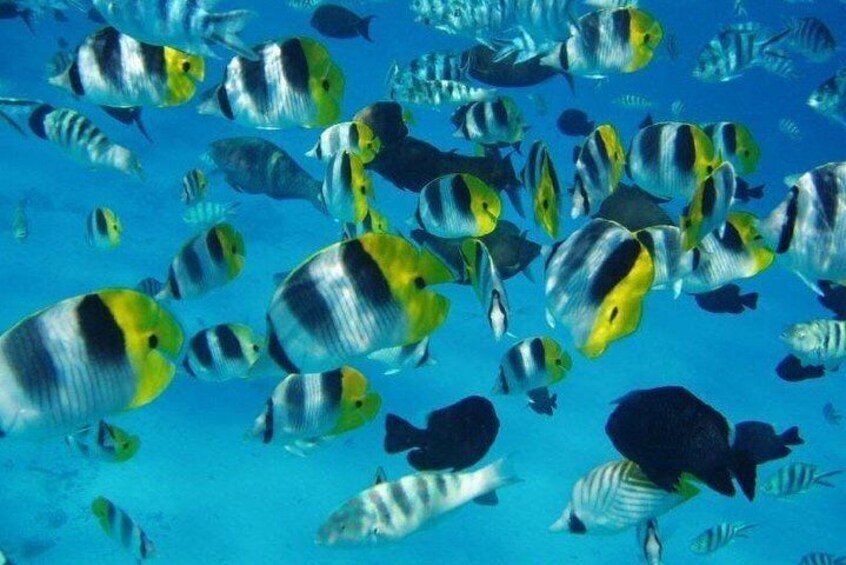 Tahiti wrecks and tropical fishes snorkeling at 3:30pm