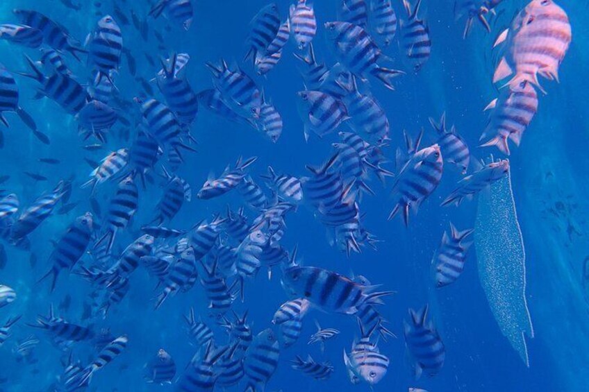 Tahiti wrecks and tropical fishes snorkeling at 3:30pm