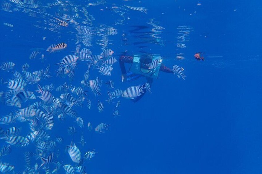 Tahiti wrecks and tropical fishes snorkeling at 10:30am