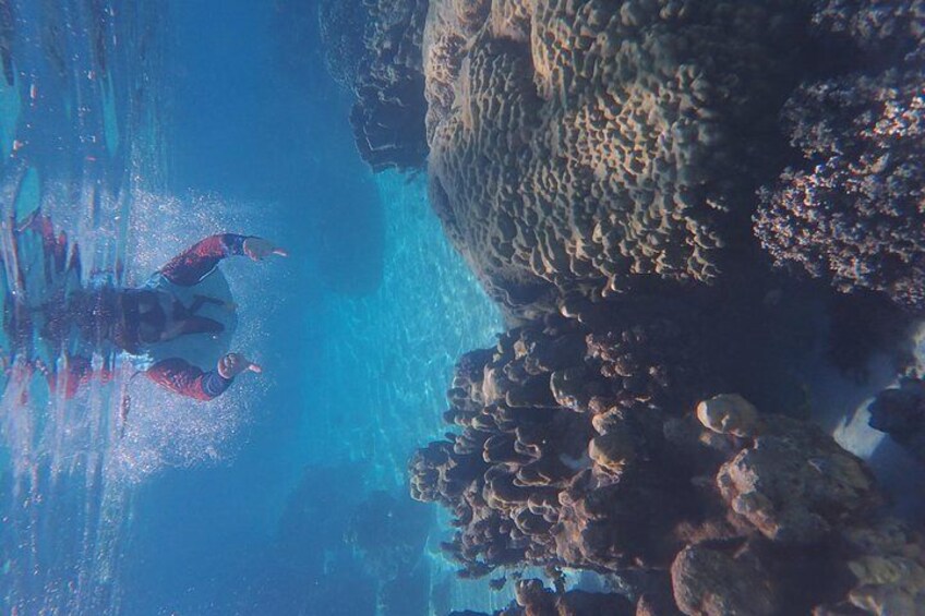 Tahiti wrecks and tropical fishes snorkeling at 10:30am