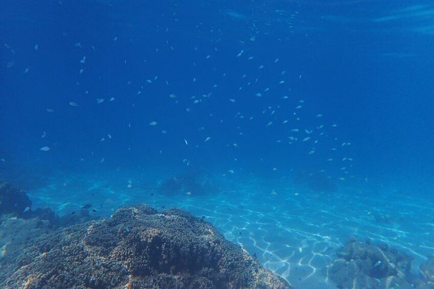 Tahiti wrecks and tropical fishes snorkeling at 10:30am