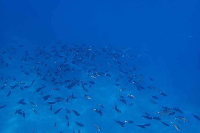 Tahiti wrecks and tropical fishes snorkeling at 10:30am