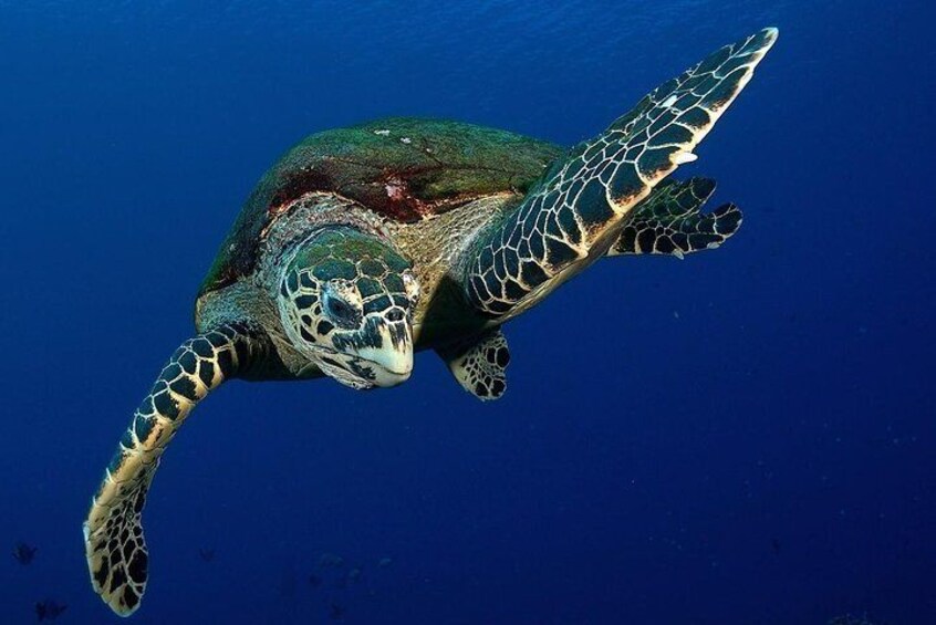 Tahiti Turtles snorkeling at 7:30am